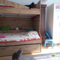 Tekir Kedi, Kedi  Duman fotoğrafı