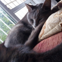 Tekir Kedi, Kedi  Duman fotoğrafı