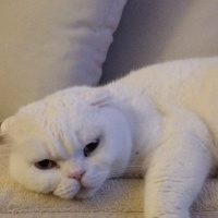 Scottish Fold, Kedi  Maryo fotoğrafı