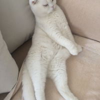 Scottish Fold, Kedi  Maryo fotoğrafı