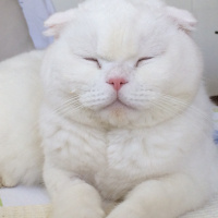 Scottish Fold, Kedi  Maryo fotoğrafı