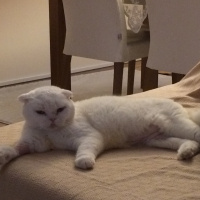 Scottish Fold, Kedi  Maryo fotoğrafı