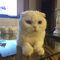 Scottish Fold, Kedi  Maryo fotoğrafı
