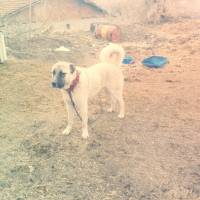 Kangal, Köpek  Rambo fotoğrafı