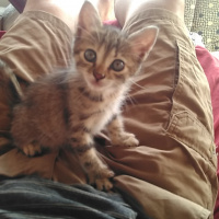 Tekir Kedi, Kedi  Leydi fotoğrafı