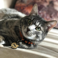 Tekir Kedi, Kedi  Çakıl fotoğrafı