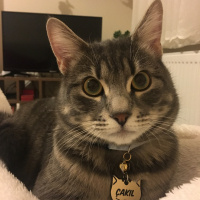 Tekir Kedi, Kedi  Çakıl fotoğrafı