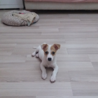 Jack Russell Terrier, Köpek  Maya fotoğrafı