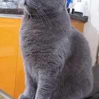 British Shorthair, Kedi  Tom fotoğrafı