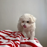 Poodle (Minyatür Kaniş), Köpek  Pera fotoğrafı