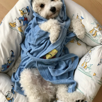 Poodle (Minyatür Kaniş), Köpek  Pera fotoğrafı