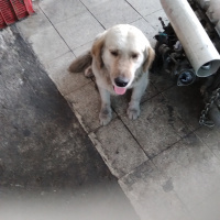 Golden Retriever, Köpek  Çakır fotoğrafı