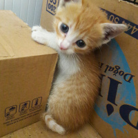 Sarman, Kedi  Sarman fotoğrafı
