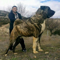 Kangal, Köpek  Paşa fotoğrafı