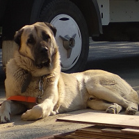 Kangal, Köpek  Paşa fotoğrafı