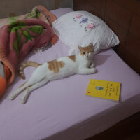 Tekir Kedi, Kedi  Çaçi fotoğrafı