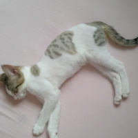 Tekir Kedi, Kedi  Sürmeli fotoğrafı