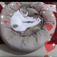 Tekir Kedi, Kedi  Sürmeli fotoğrafı