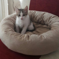 Tekir Kedi, Kedi  Sürmeli fotoğrafı