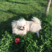 Pekingese, Köpek  Tosbik fotoğrafı