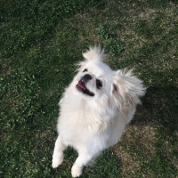 Pekingese, Köpek  Tosbik fotoğrafı