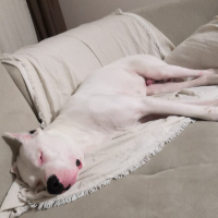 Dogo Arjantin, Köpek  Ateş fotoğrafı
