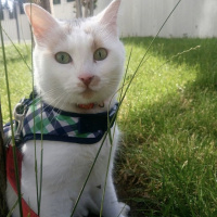 Tekir Kedi, Kedi  Benek fotoğrafı