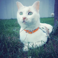 Tekir Kedi, Kedi  Benek fotoğrafı