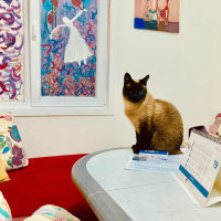 Siyam Kedisi, Kedi  Eylül fotoğrafı