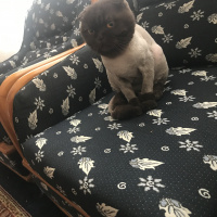 Scottish Fold, Kedi  Papi fotoğrafı