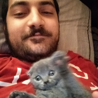 Scottish Fold, Kedi  Miyo fotoğrafı