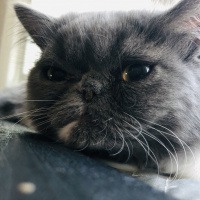 Exotic Shorthair, Kedi  Mek fotoğrafı