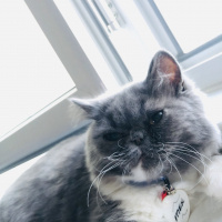 Exotic Shorthair, Kedi  Mek fotoğrafı