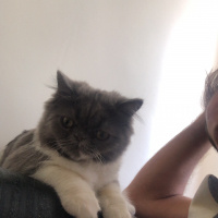Exotic Shorthair, Kedi  Mek fotoğrafı