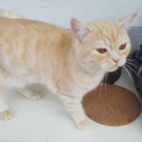 British Shorthair, Kedi  Robin fotoğrafı