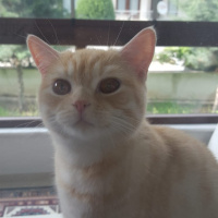 British Shorthair, Kedi  Robin fotoğrafı