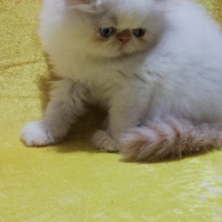 İran Kedisi (Persian), Kedi  Maya familya fotoğrafı