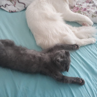 Van Kedisi, Kedi  Finfin fotoğrafı