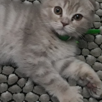 Scottish Fold, Kedi  Maya fotoğrafı