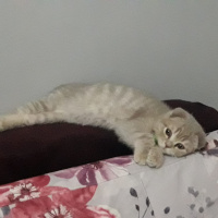 Scottish Fold, Kedi  Maya fotoğrafı