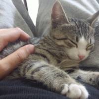 Tekir Kedi, Kedi  Luccy fotoğrafı