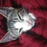 Tekir Kedi, Kedi  Luccy fotoğrafı