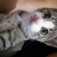 Tekir Kedi, Kedi  Luccy fotoğrafı