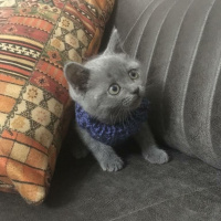 Tekir Kedi, Kedi  Luccy fotoğrafı