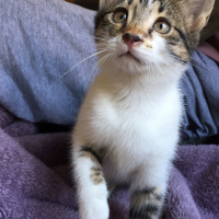 Tekir Kedi, Kedi  Nameless fotoğrafı