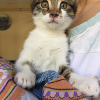 Tekir Kedi, Kedi  Nameless fotoğrafı