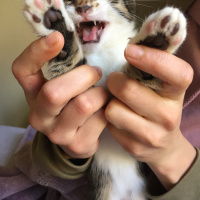 Tekir Kedi, Kedi  Nameless fotoğrafı