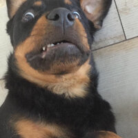 Rottweiler, Köpek  Şans fotoğrafı