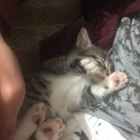 Tekir Kedi, Kedi  Lily (BEYLİKDÜZÜ) fotoğrafı