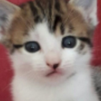 Tekir Kedi, Kedi  Pilav fotoğrafı